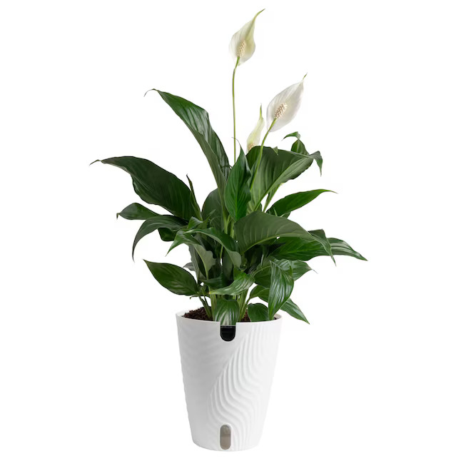 Lowe's peace lily plant