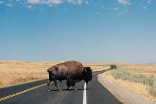 Bison crossing the street on Antelope Island State Park in Utah