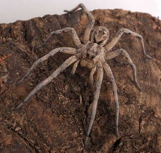 spiders, research, Wolf spider