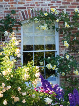 yellow roses growing round a sash window