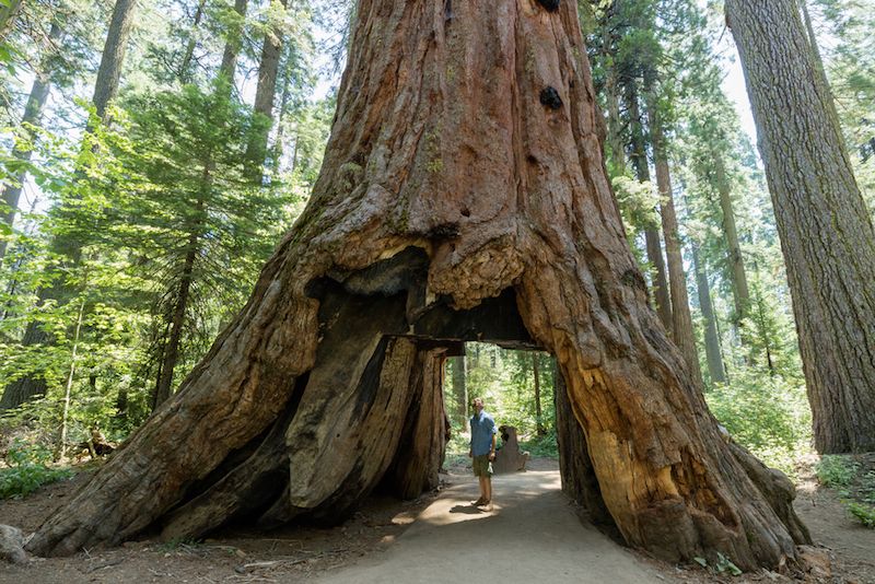 calaveras big tree pioneer cabin tree