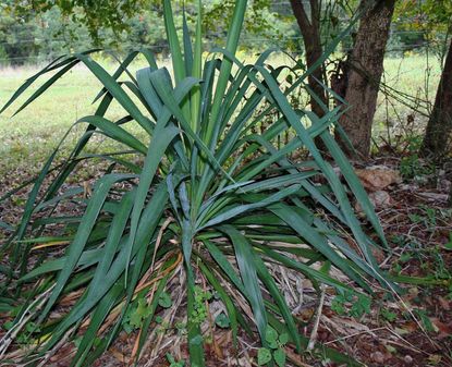 Drooping Yucca Plant