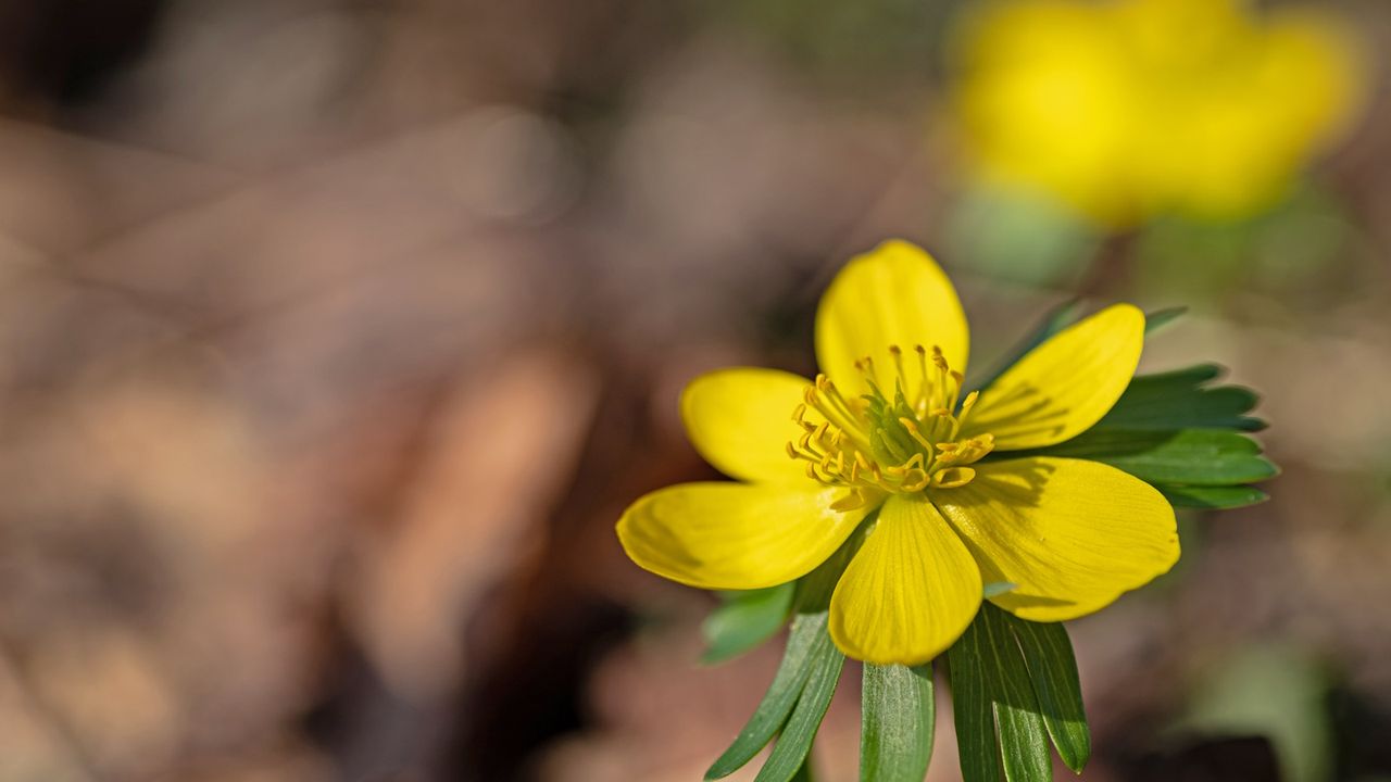 Single winter aconite flower in forest