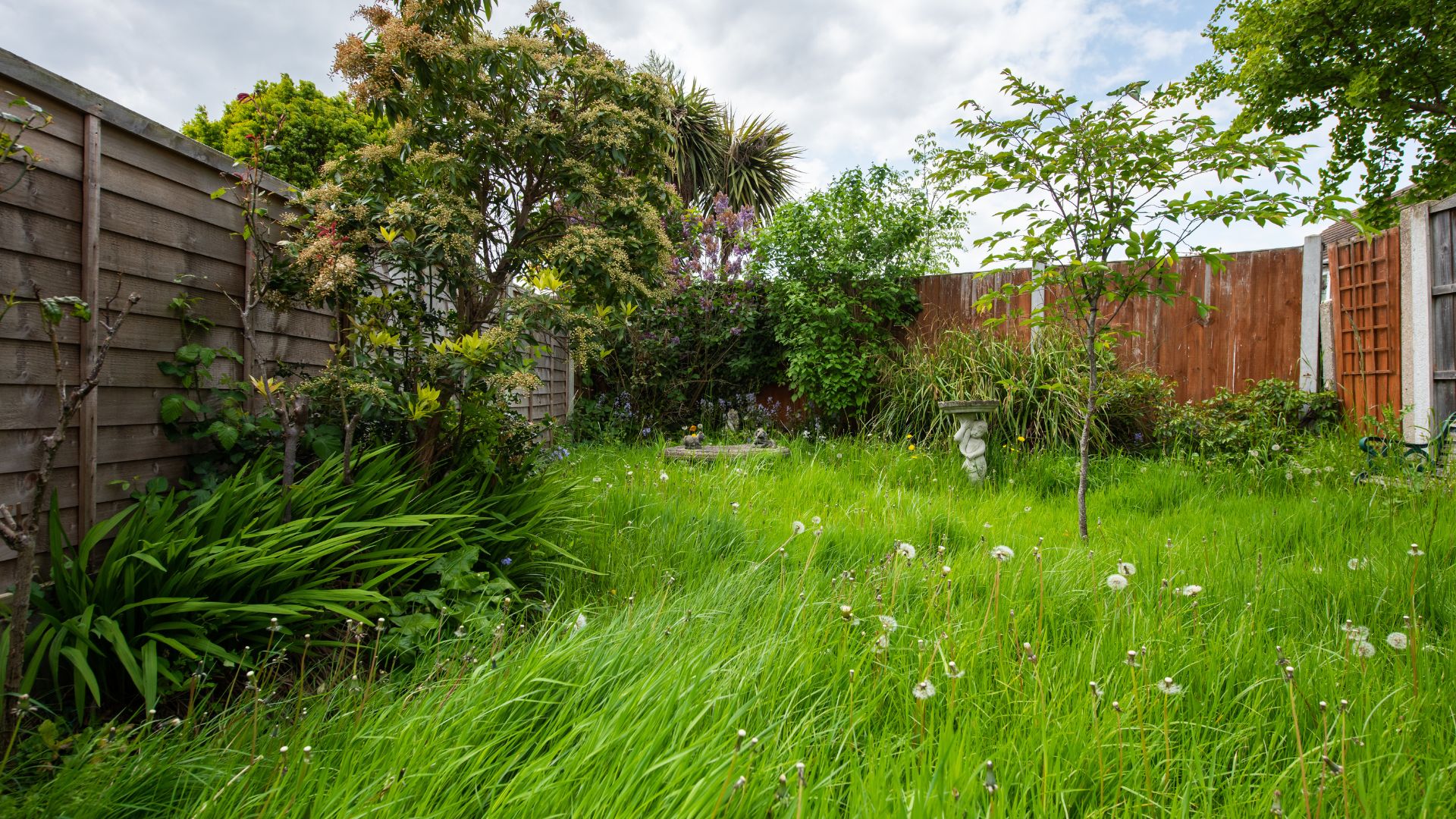 picture of garden with unkept grass and dandelions