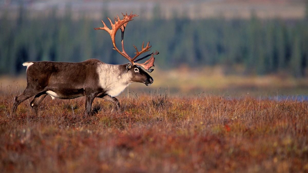 Go Wild In These 8 Alaska National Parks 