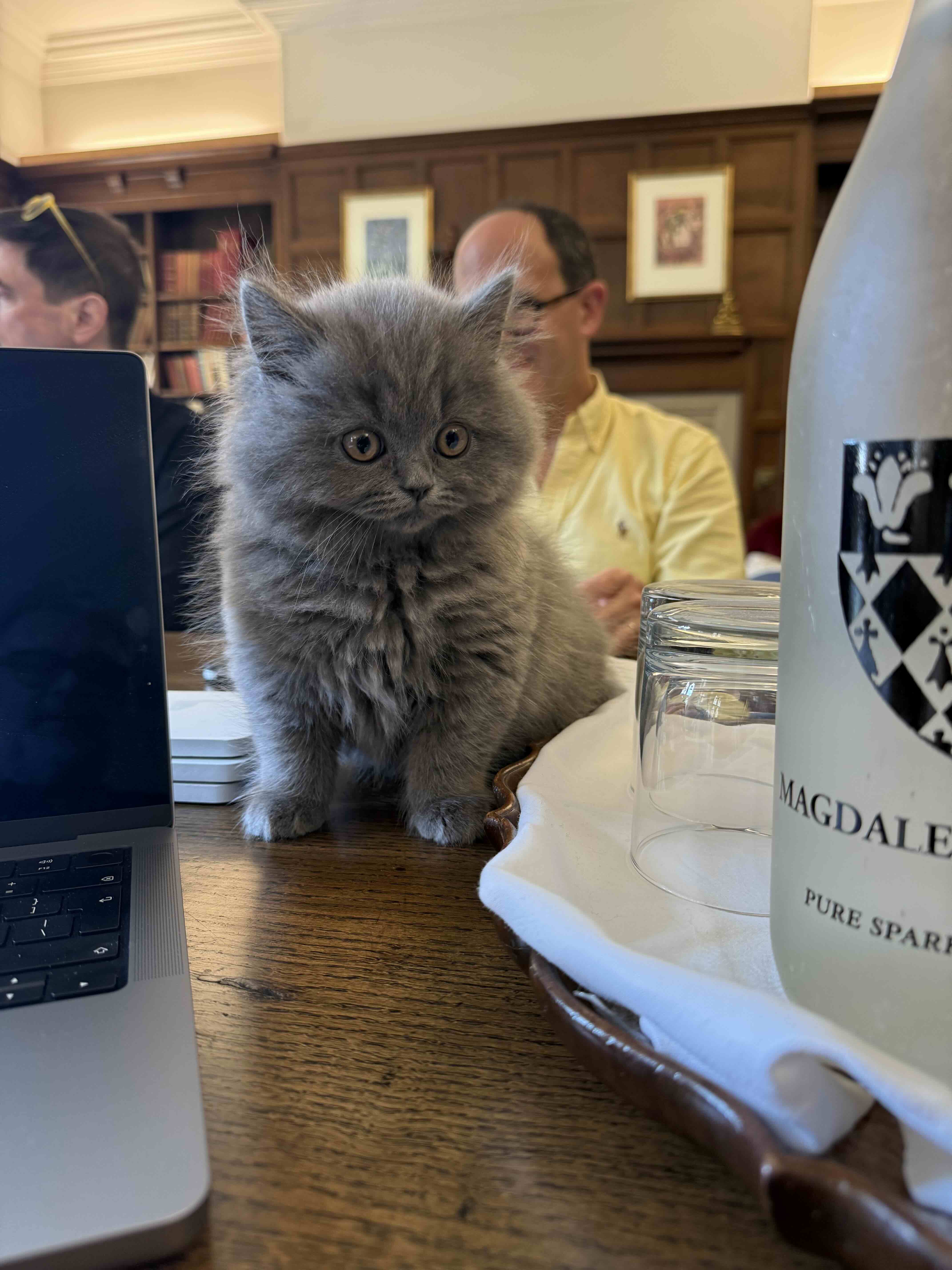A grey ball of fluff named Ozymandias stands on a table at Magdalen College Oxford