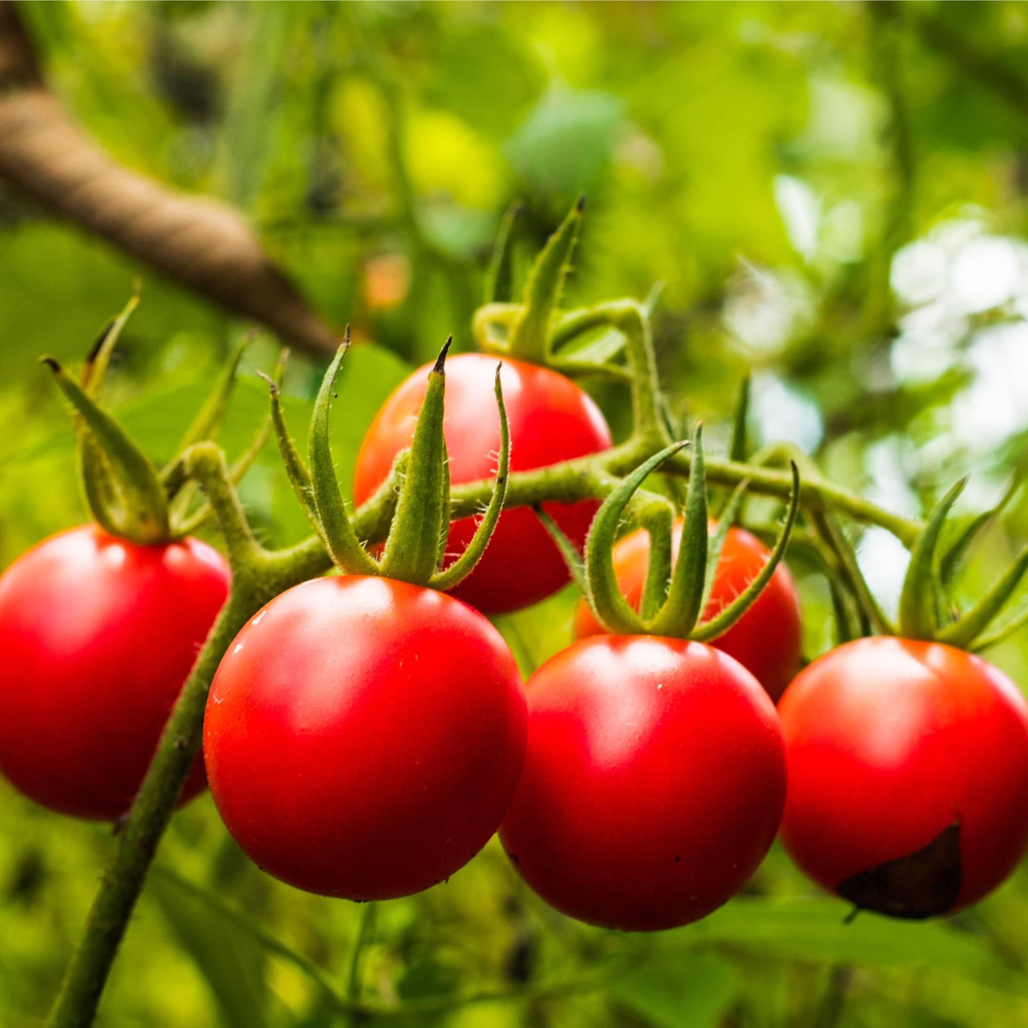A cluster of cherry tomatoes growing on the vine