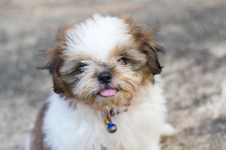 A shih tzu puppy.