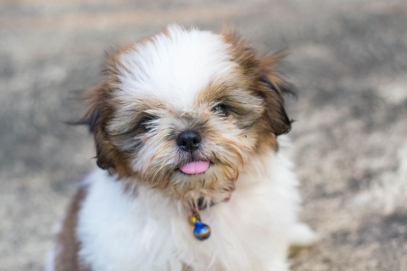 A shih tzu puppy.