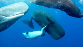 sperm-whales-dolphin.jpg