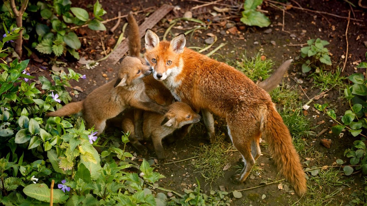 A mother fox and cubs in a garden