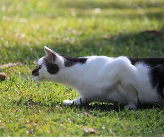 Cat stalking in yard