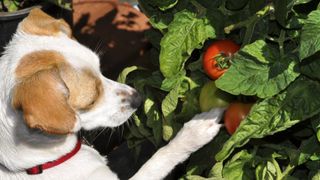 Dog looking at tomato plant