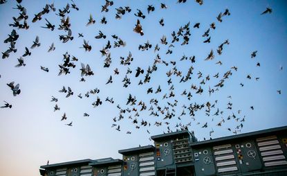 Pigeons flying overhead