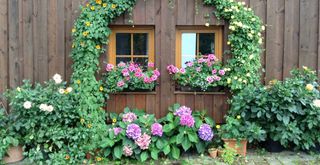 wooden clad house with climbing flowers and window boxes as a cottage garden idea