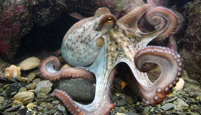 A ‘psychic’ octopus has been sold for food in Japan