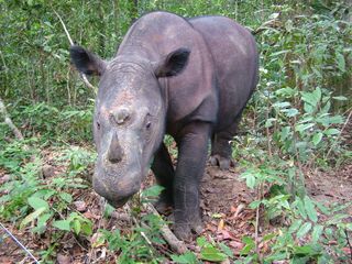 Fewer than 250 Sumatran rhinos (Dicerorhinus sumatrensis) are left in the wild.