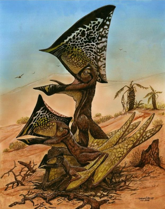 A new species of flying reptile from the Cretaceous Era, Caiuajara dobruskiii, has been unearthed in southern Brazil. The creature, described in a 2014 PLOS ONE paper, sported a bony crest on its head. Credit: Maurilio Oliveira/Museu Nacional-UFRJ