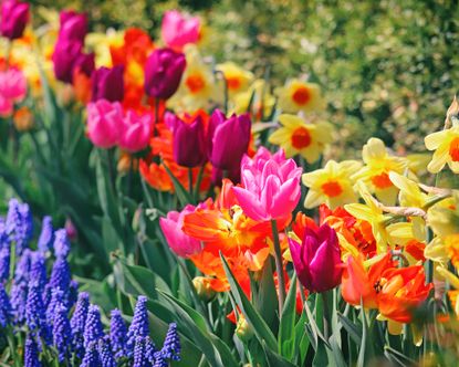 Sea of colorful spring bulb flowers in the garden, including tulips, daffodils, and grape hyacinths (muscari)