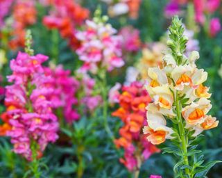 Vibrant colors of snapdragon flowers