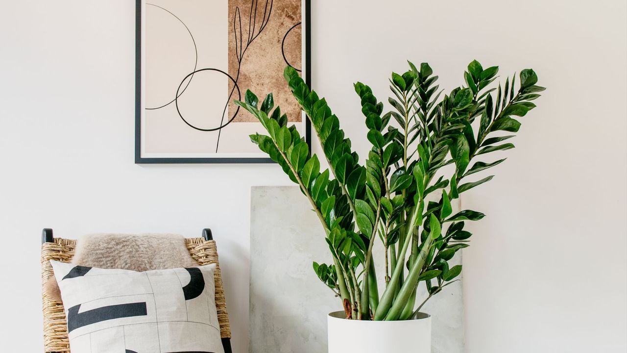 A ZZ plant in a white planter in a living room