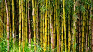 picture of tall bamboo plants