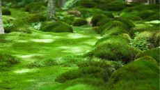 A carpet of green moss up-close
