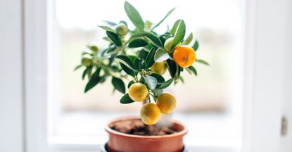 small orange tree growing indoors on a windowsill