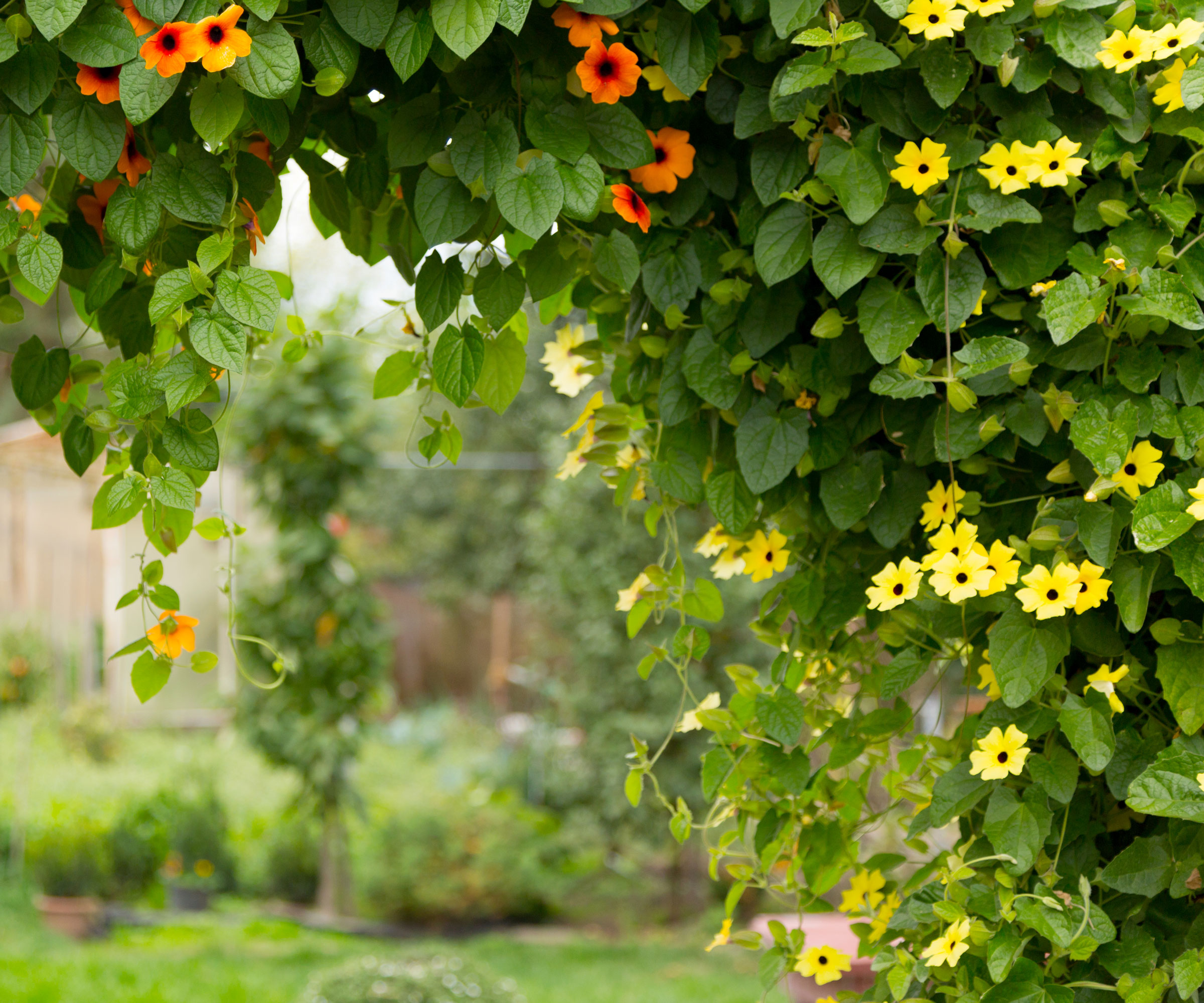black-eyed Susan vine climbing up trellis with orange and yellow flowers