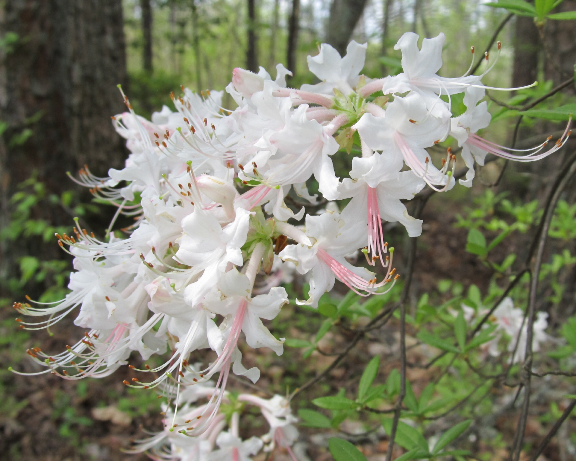 White wild azalea blooming in forest