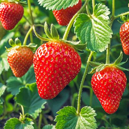Fresh ripe strawberries hanging on vines in sunny garden