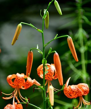 Orange tiger lily stem with multiple blooms and flower buds