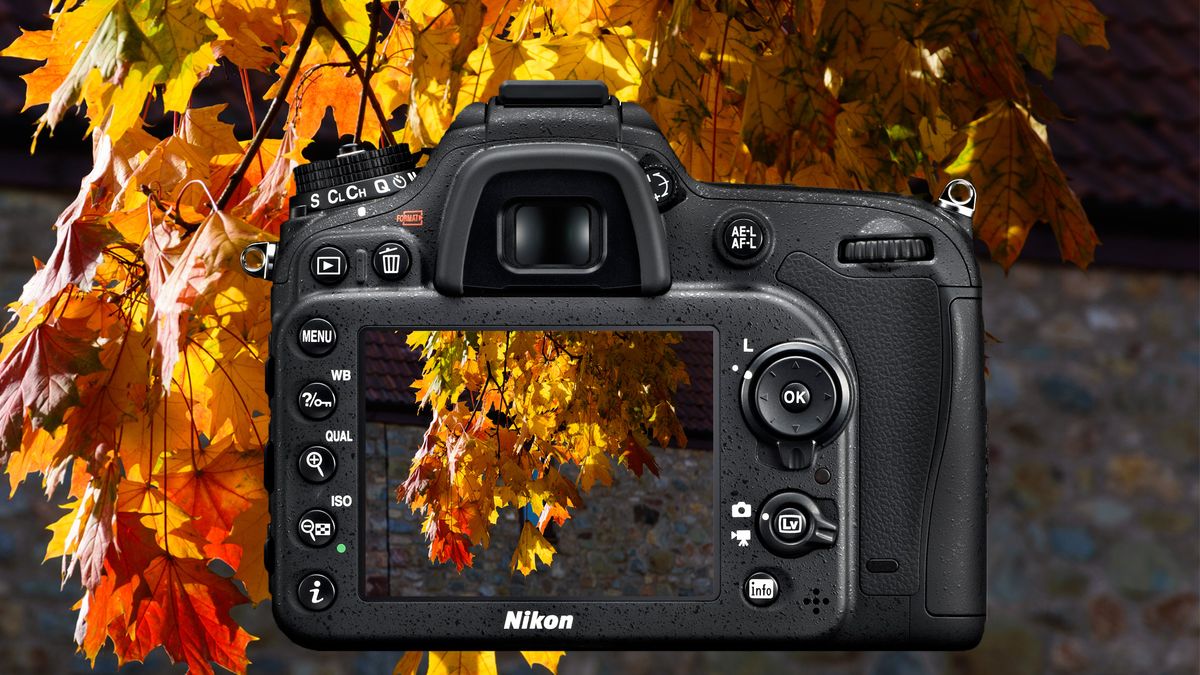 8 tips for shooting autumn leaves | TechRadar