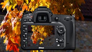 Tips for shooting autumn leaves