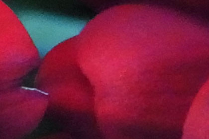 ISO 1600 crop