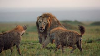 lion's of masai mara