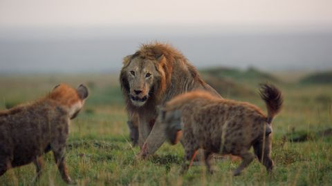 In Photos: The Lions of Kenya's Masai Mara | Live Science