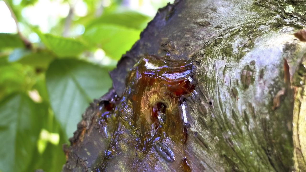 Cherry Tree Leaking Sap