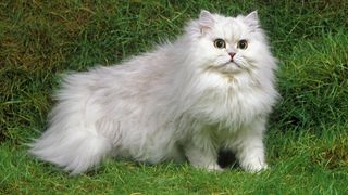 Beautiful white persian cat on grass
