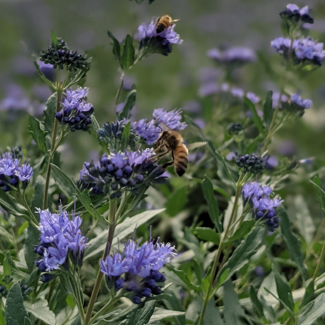 Blue Mist Bluebeard Shrub