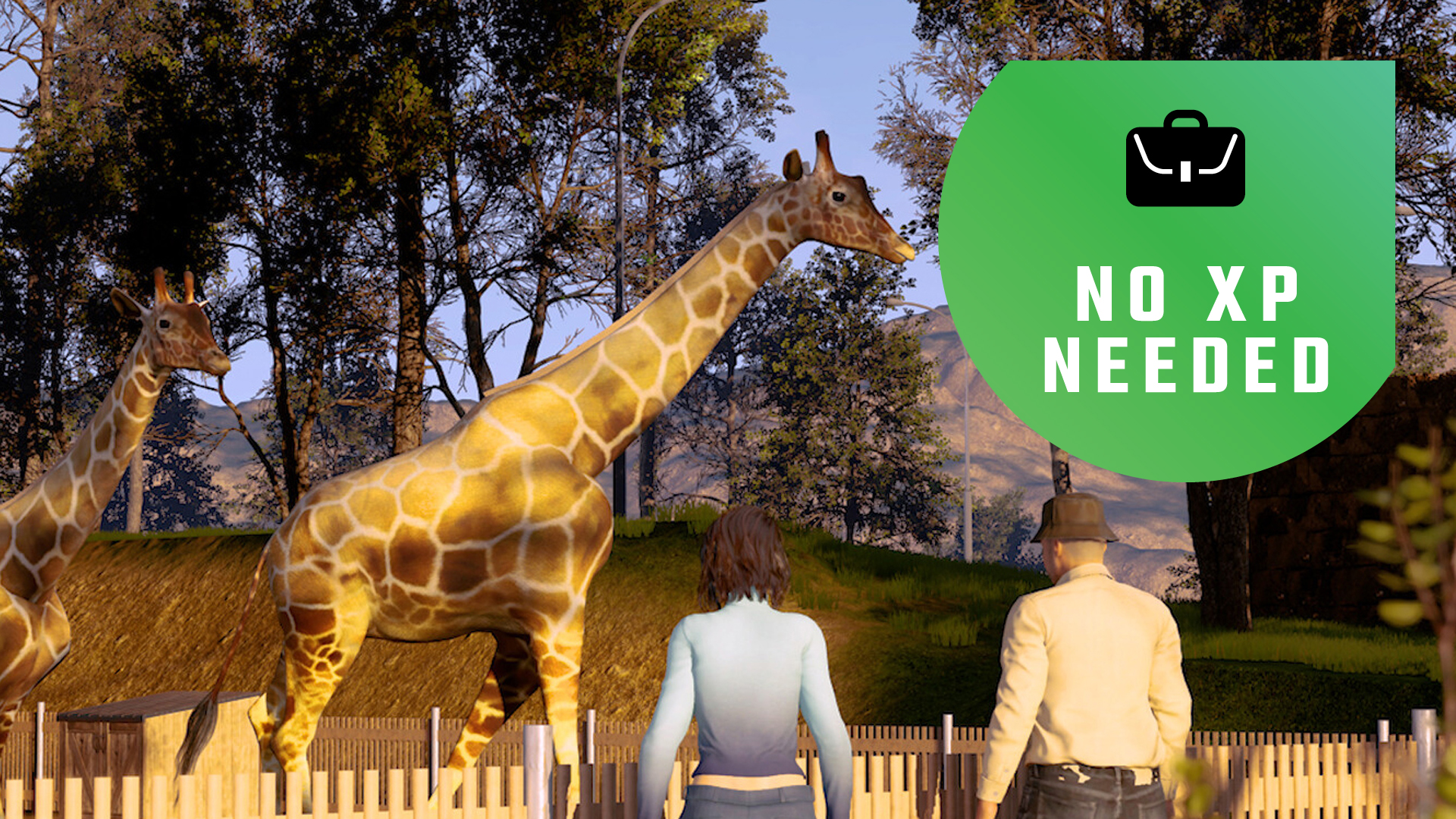 Giraffes at a zoo