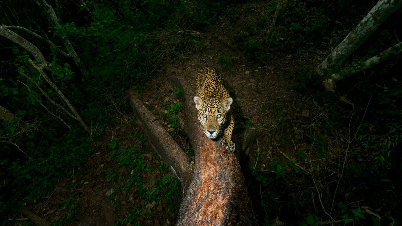 Wildlife Photographer of the Year winners