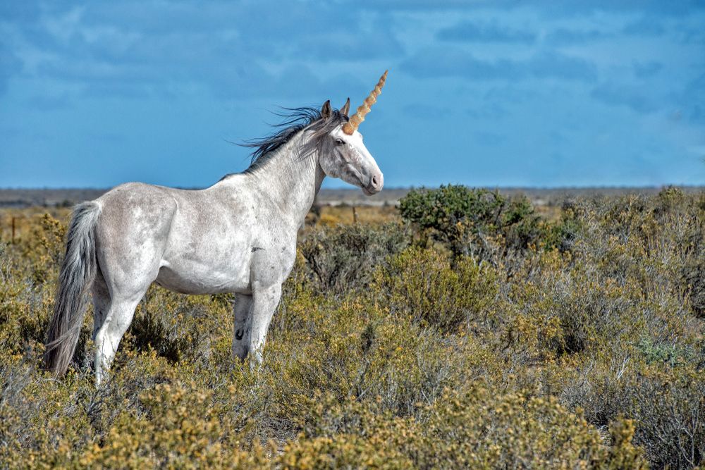 Unicorn in a field