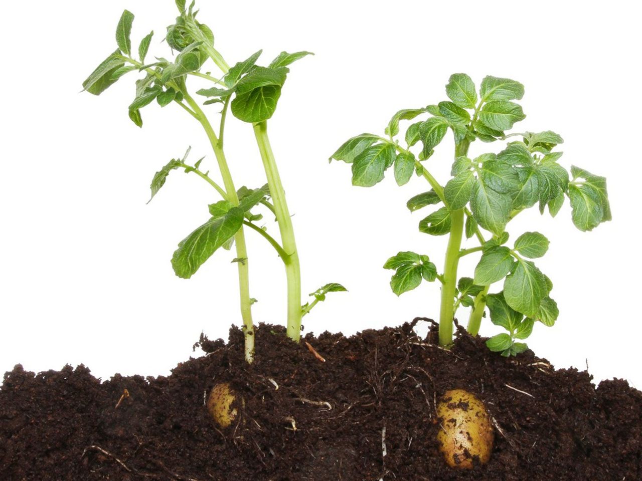 Potato Plants In Soil