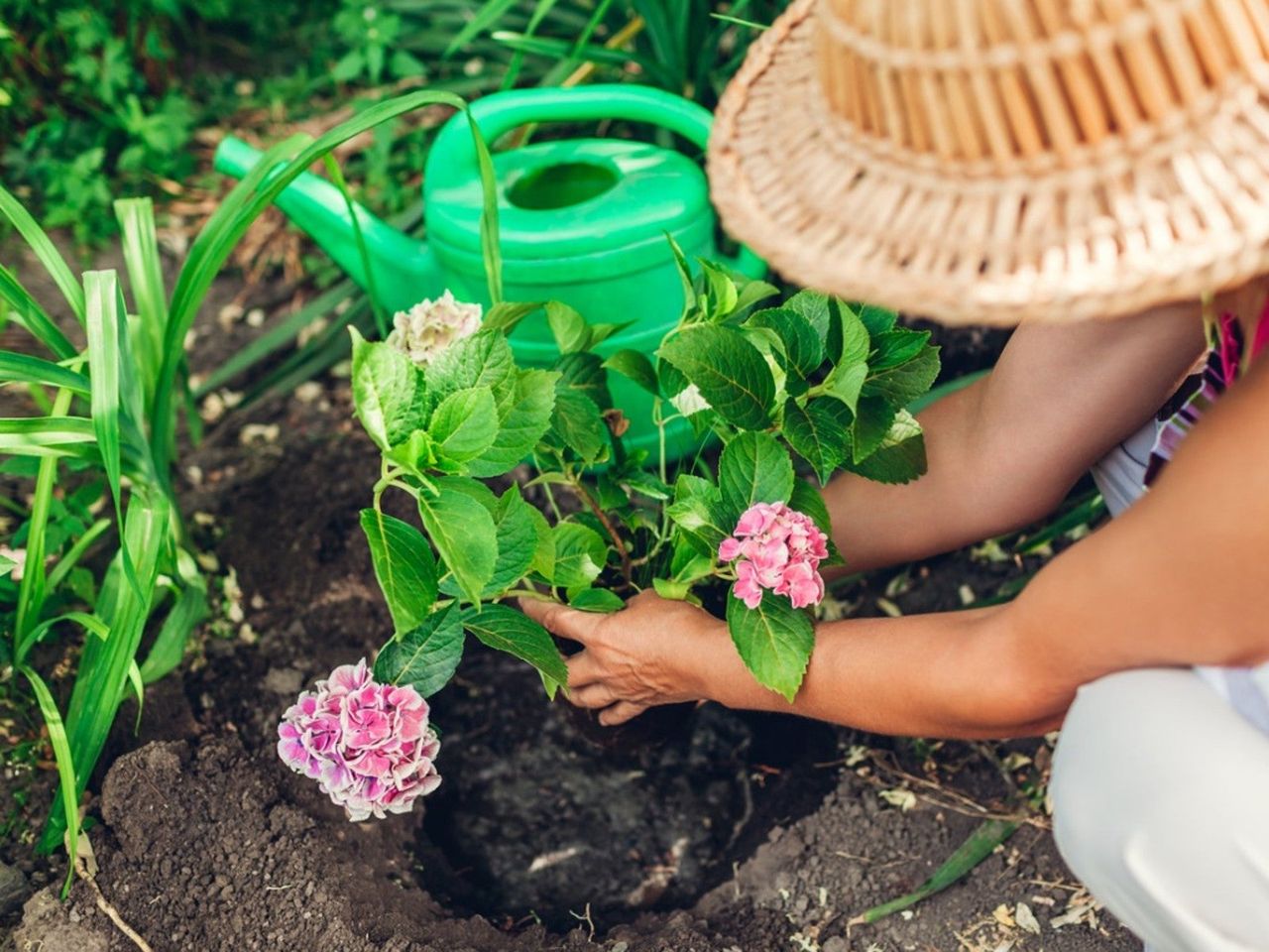 A woman in a sunhat plants a small hydrangea bush with pink flowers