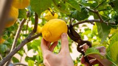 picking lemon from a tree using pruning shears