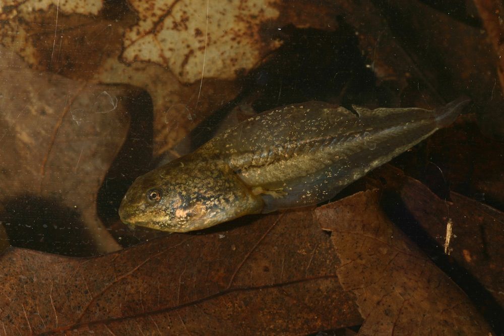 Tadpole with a large tail