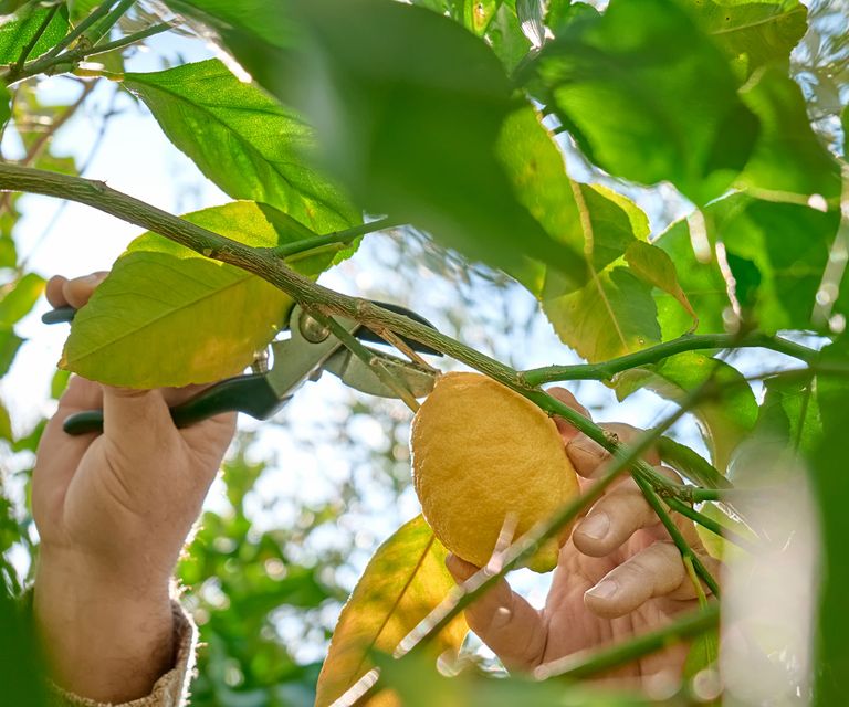 When to prune fruit trees? Experts reveal the best timings Homes & Gardens