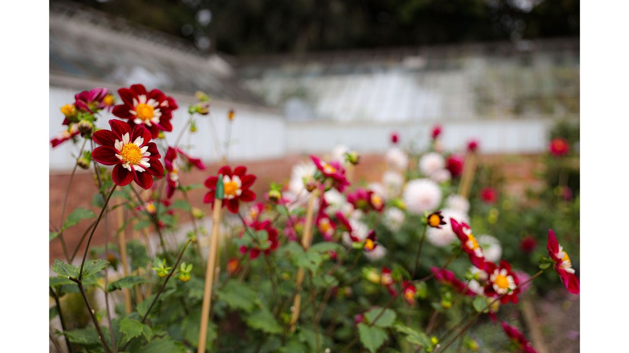 Example image of flowers