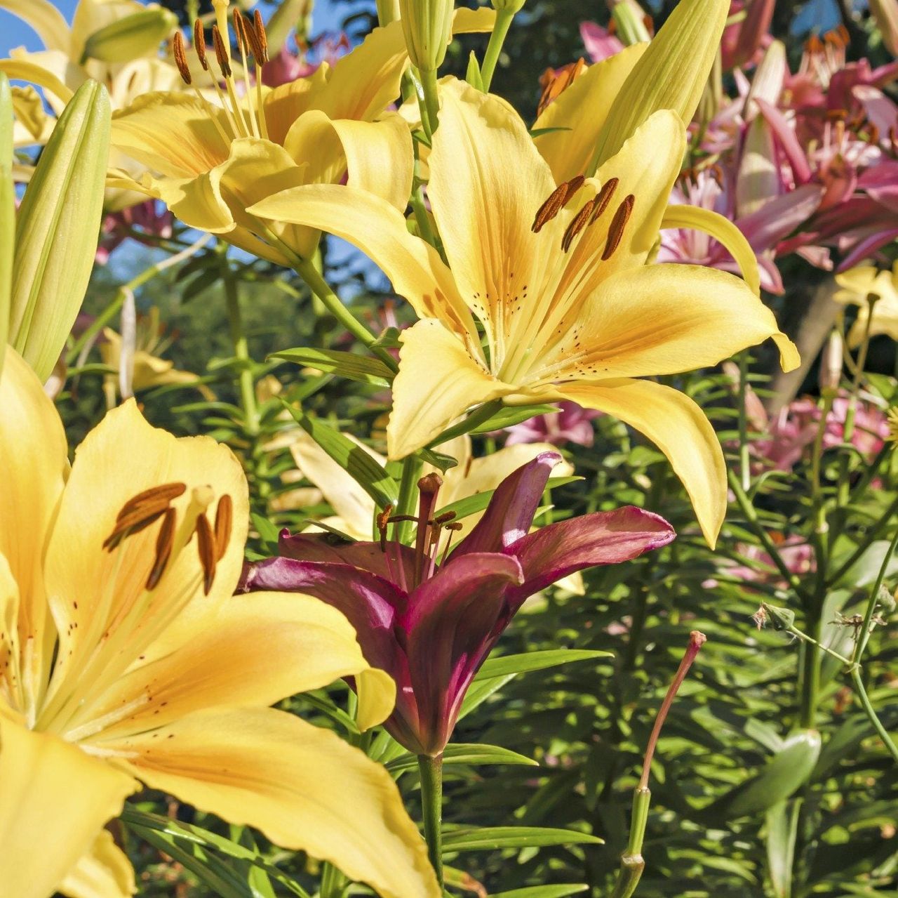 Common Lily Varieties - Types Of Lilies And When They Bloom | Gardening ...